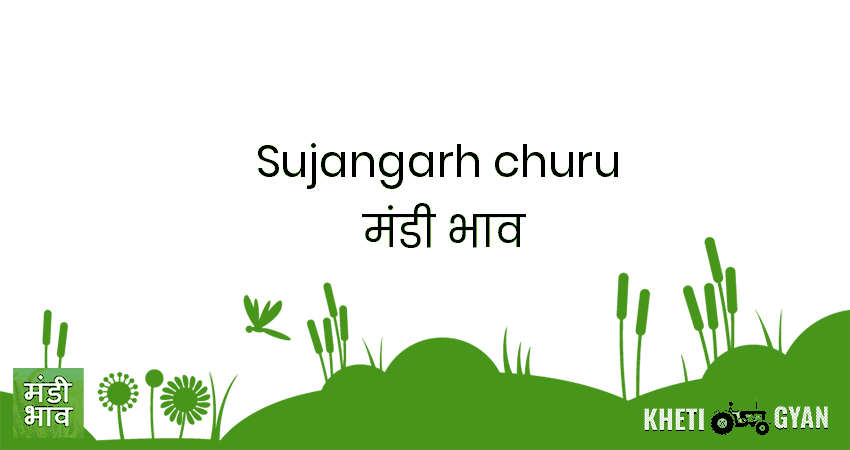 Sujangarh(Churu) मंडी भाव की ताज़ा तस्वीर